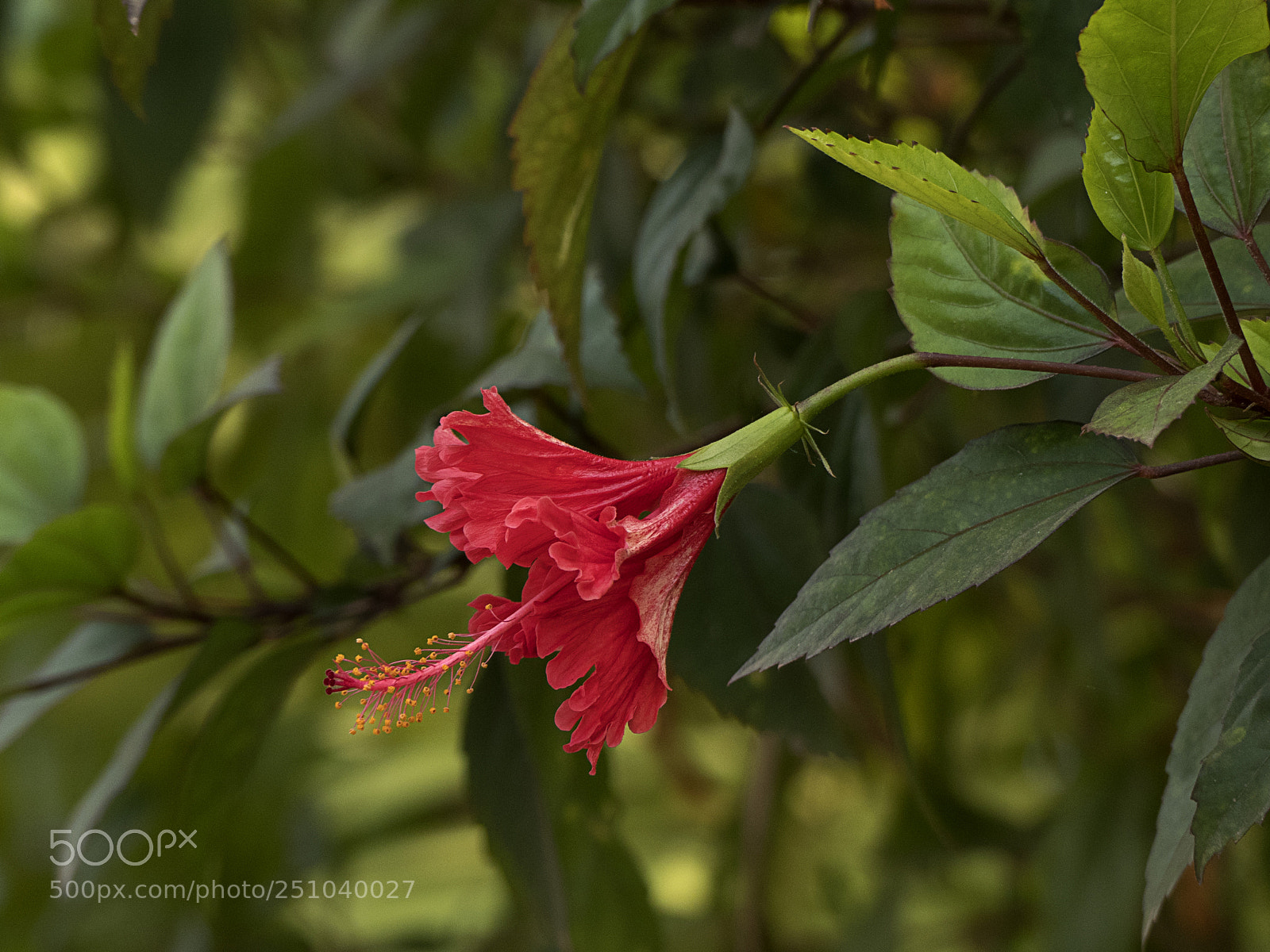 Panasonic Lumix DMC-FZ300 sample photo. Hibiscus photography