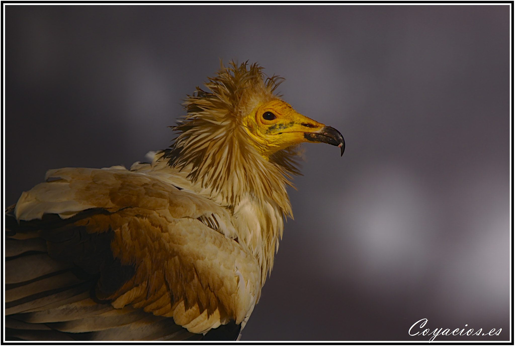 Canon EOS 7D Mark II sample photo. Alimoche (neophron percnopterus) photography