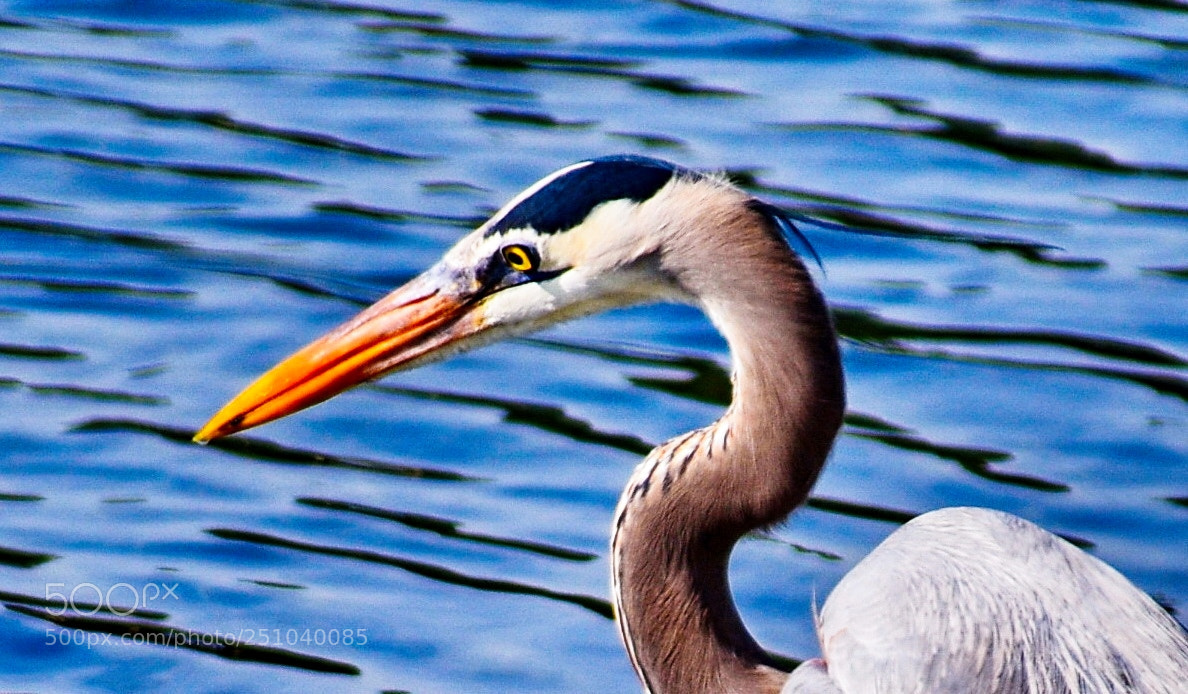 Nikon D7200 sample photo. A blue heron bird photography