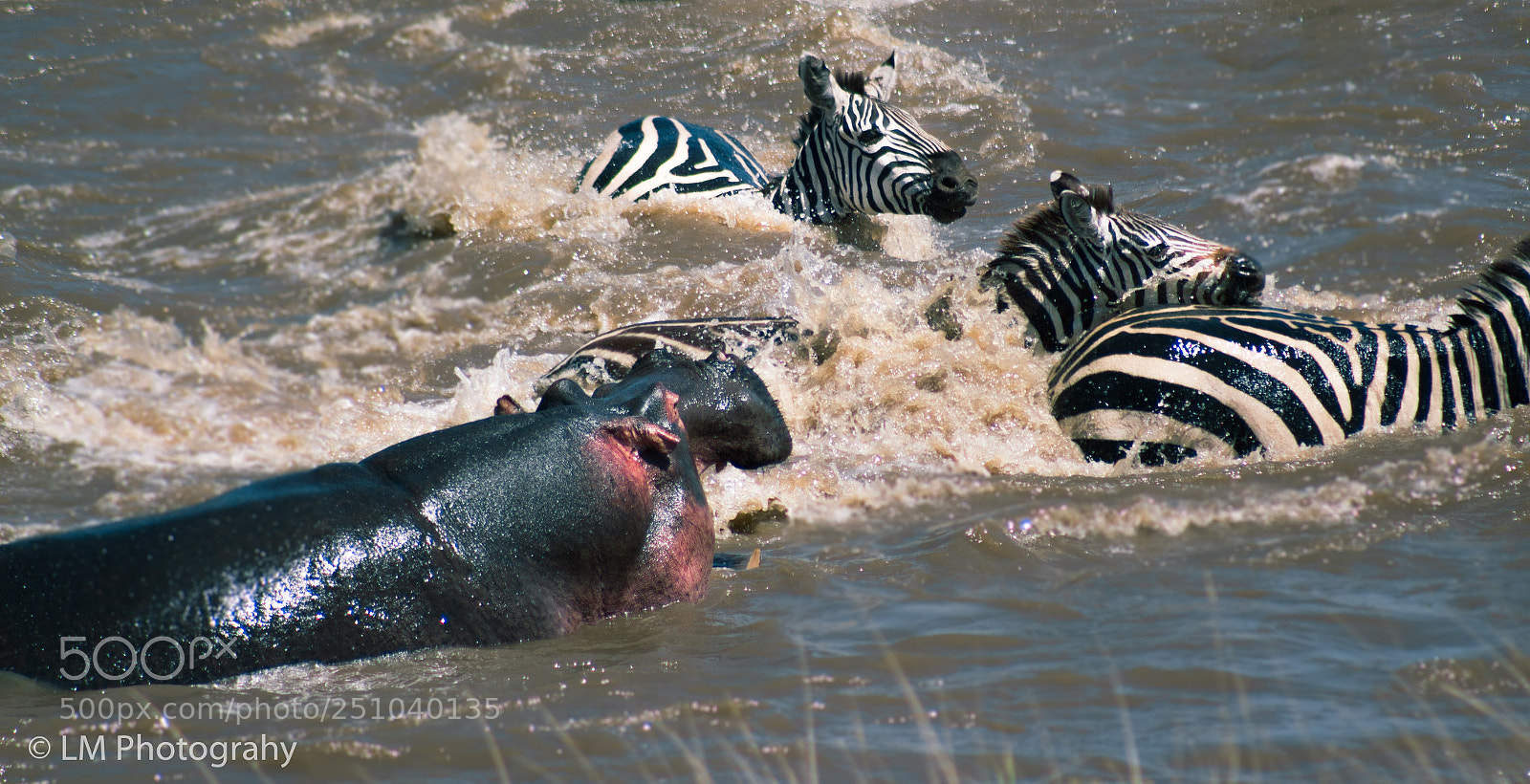 Canon EOS 700D (EOS Rebel T5i / EOS Kiss X7i) sample photo. Hungry hippo photography