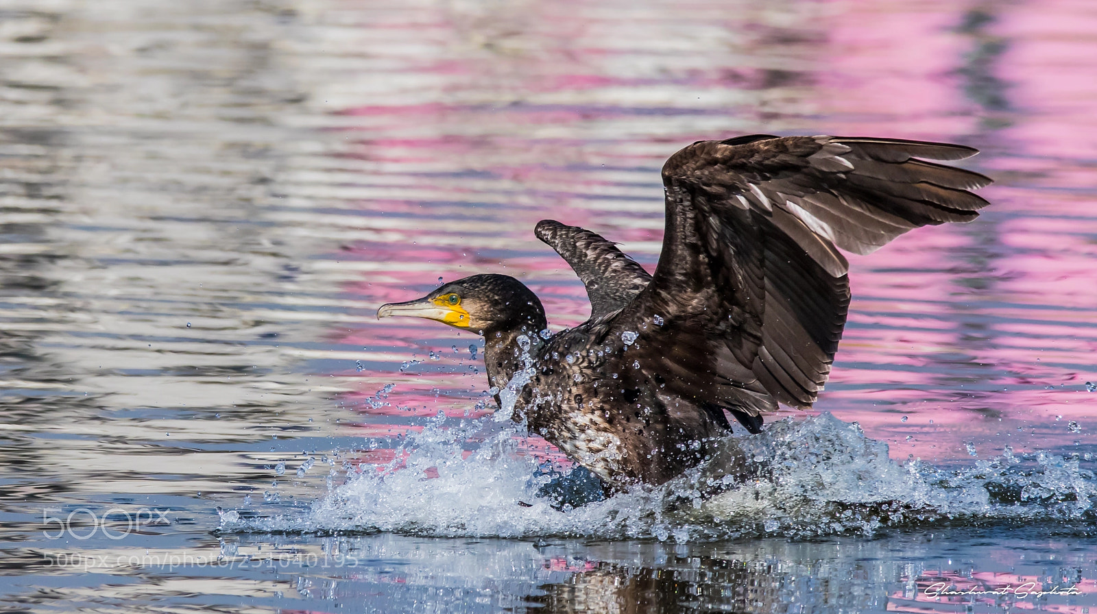 Canon EOS 7D Mark II sample photo. The landing cormorant photography