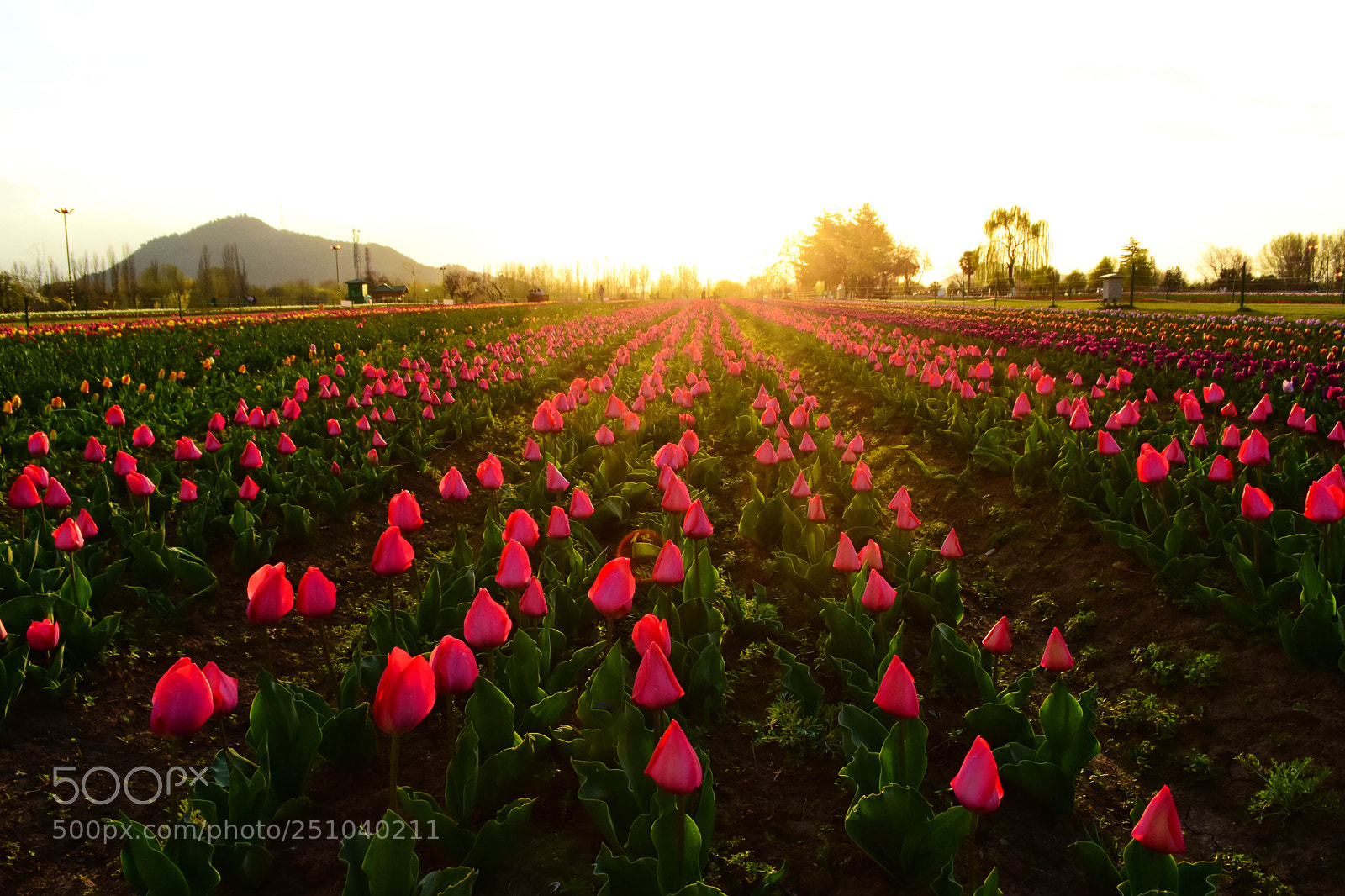 Nikon D7200 sample photo. Kashmir tulip garden thrown photography