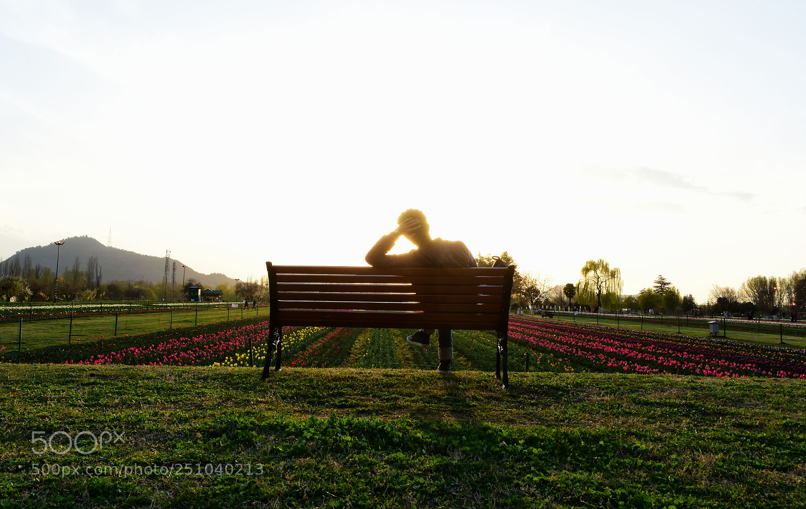 Nikon D7200 sample photo. Kashmir tulip garden thrown photography
