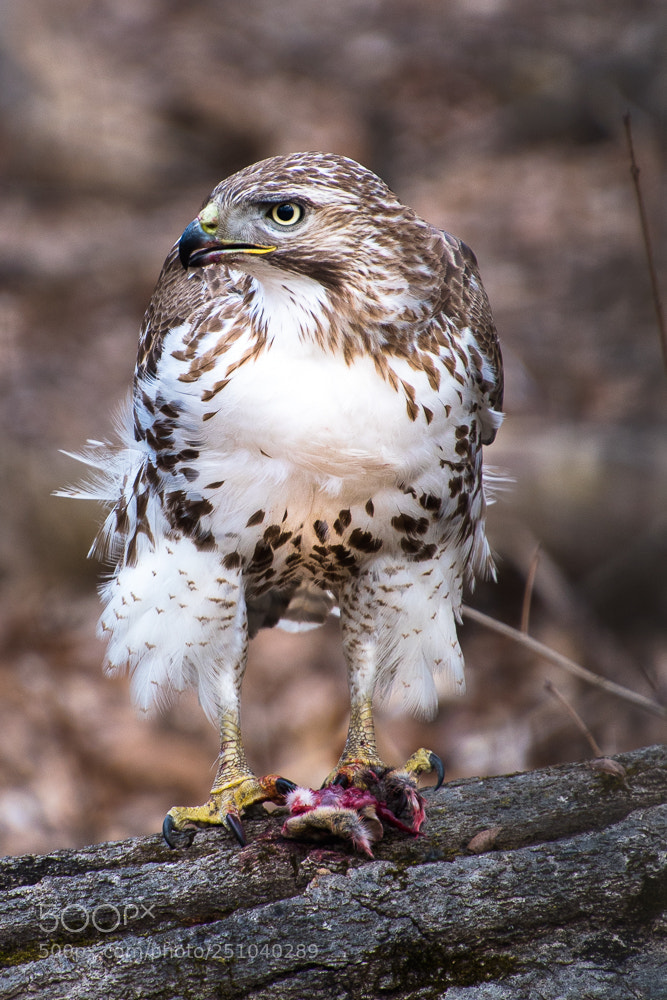Nikon D5500 sample photo. Hawk 1 photography