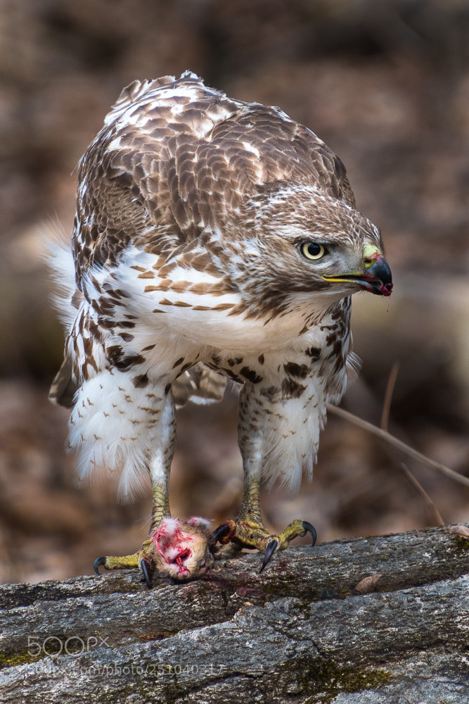 Nikon D5500 sample photo. Hawk 2 photography