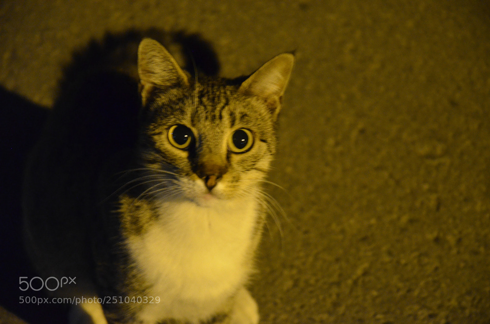 Nikon D5100 sample photo. Şaşkın photography