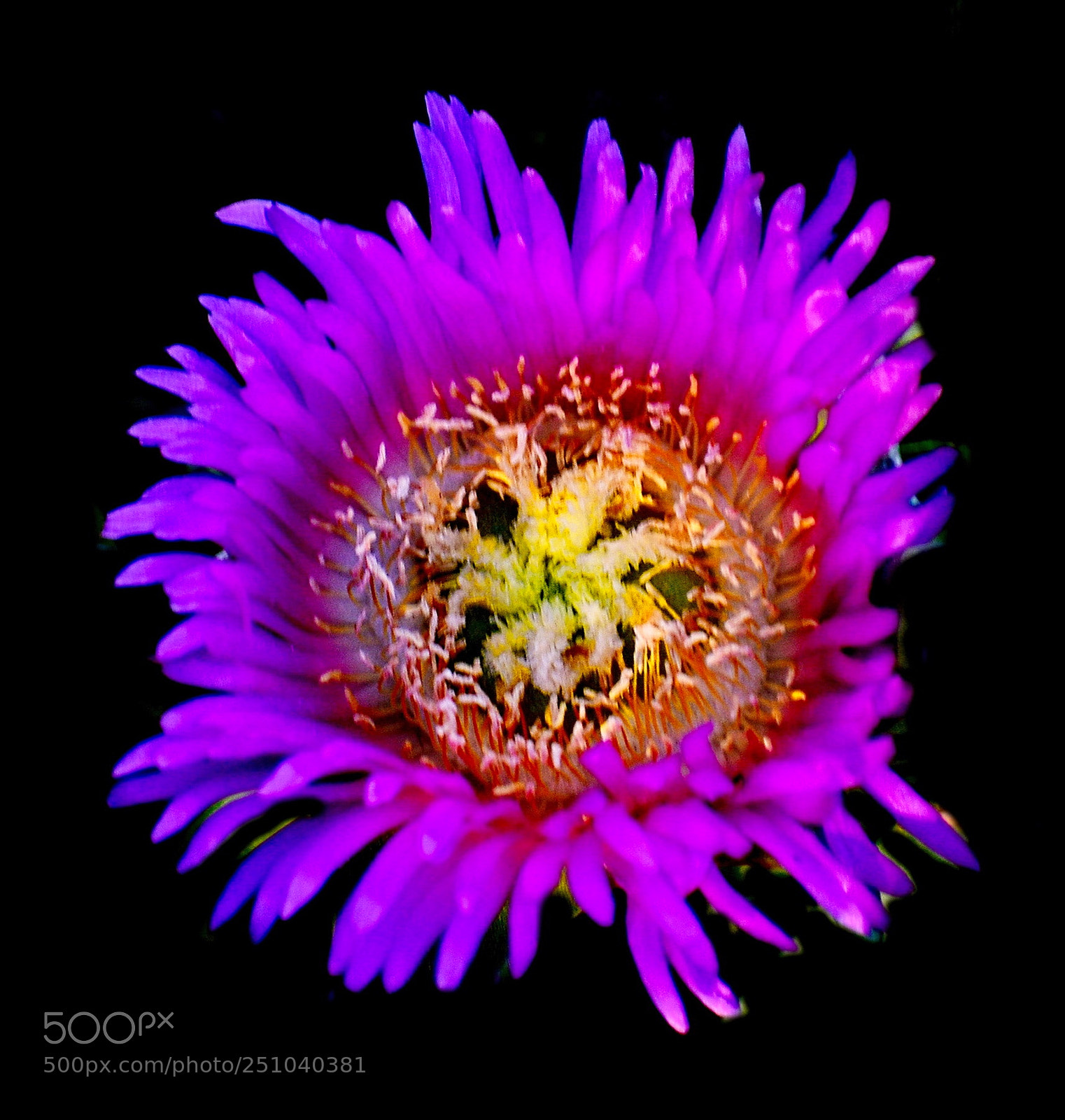 Nikon D7200 sample photo. A nice purple dandelion photography