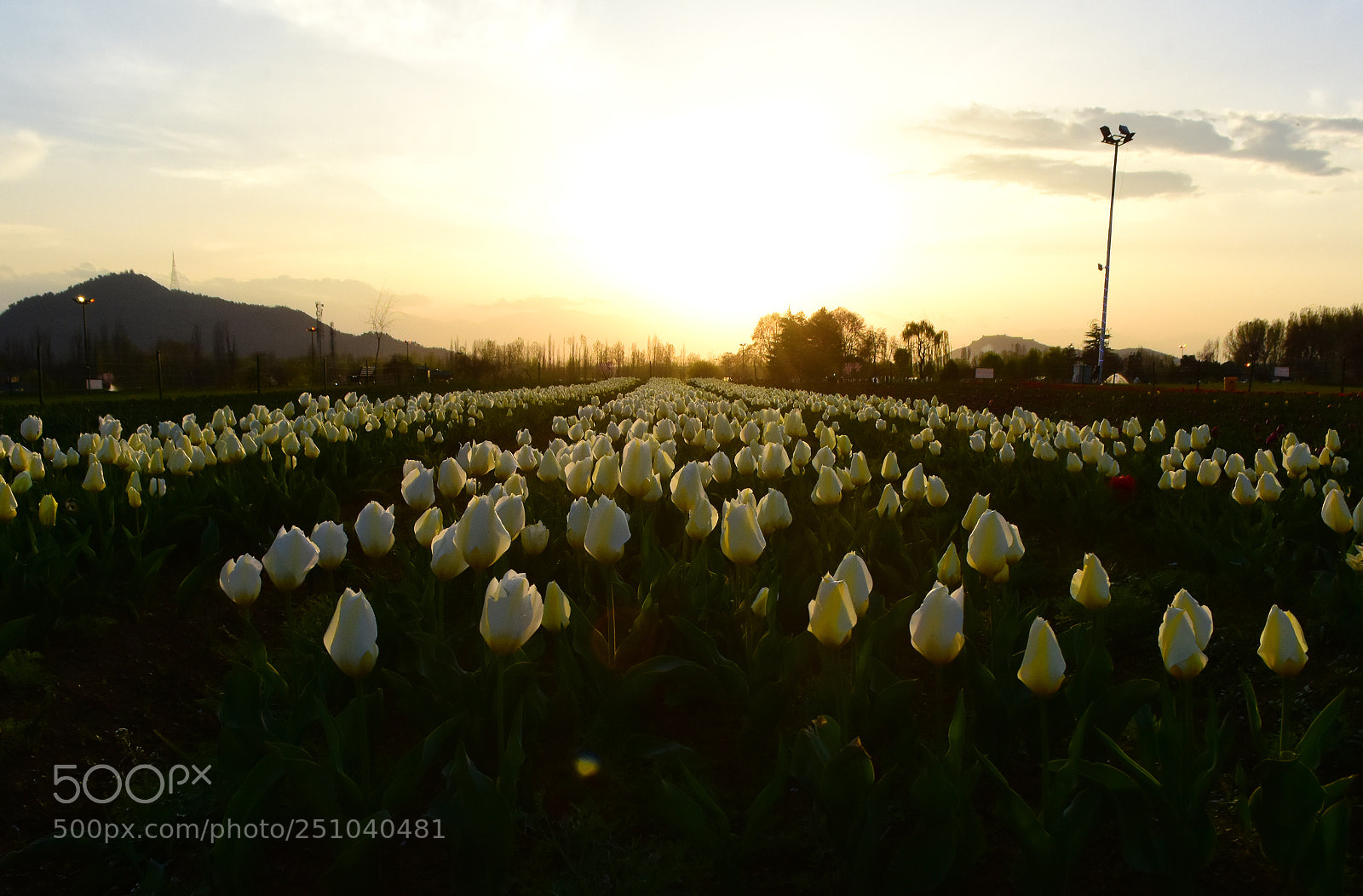Nikon D7200 sample photo. Kashmir tulip garden thrown photography