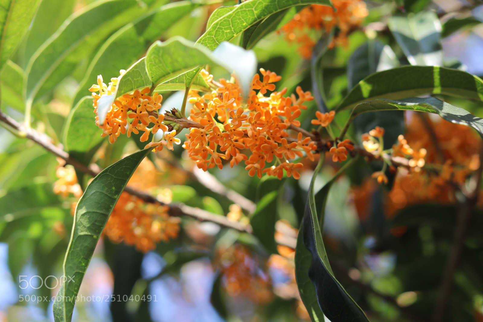 Canon EOS 80D sample photo. Fragrant olive photography