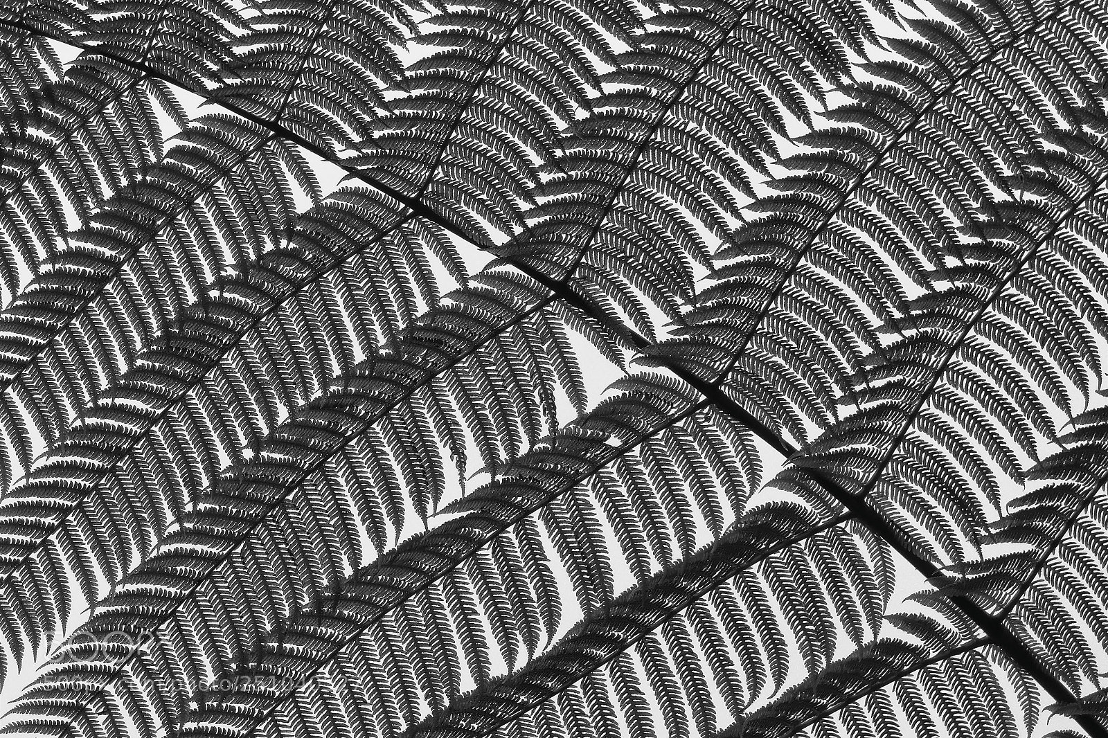 Panasonic Lumix DMC-FZ70 sample photo. Danza de hojas photography