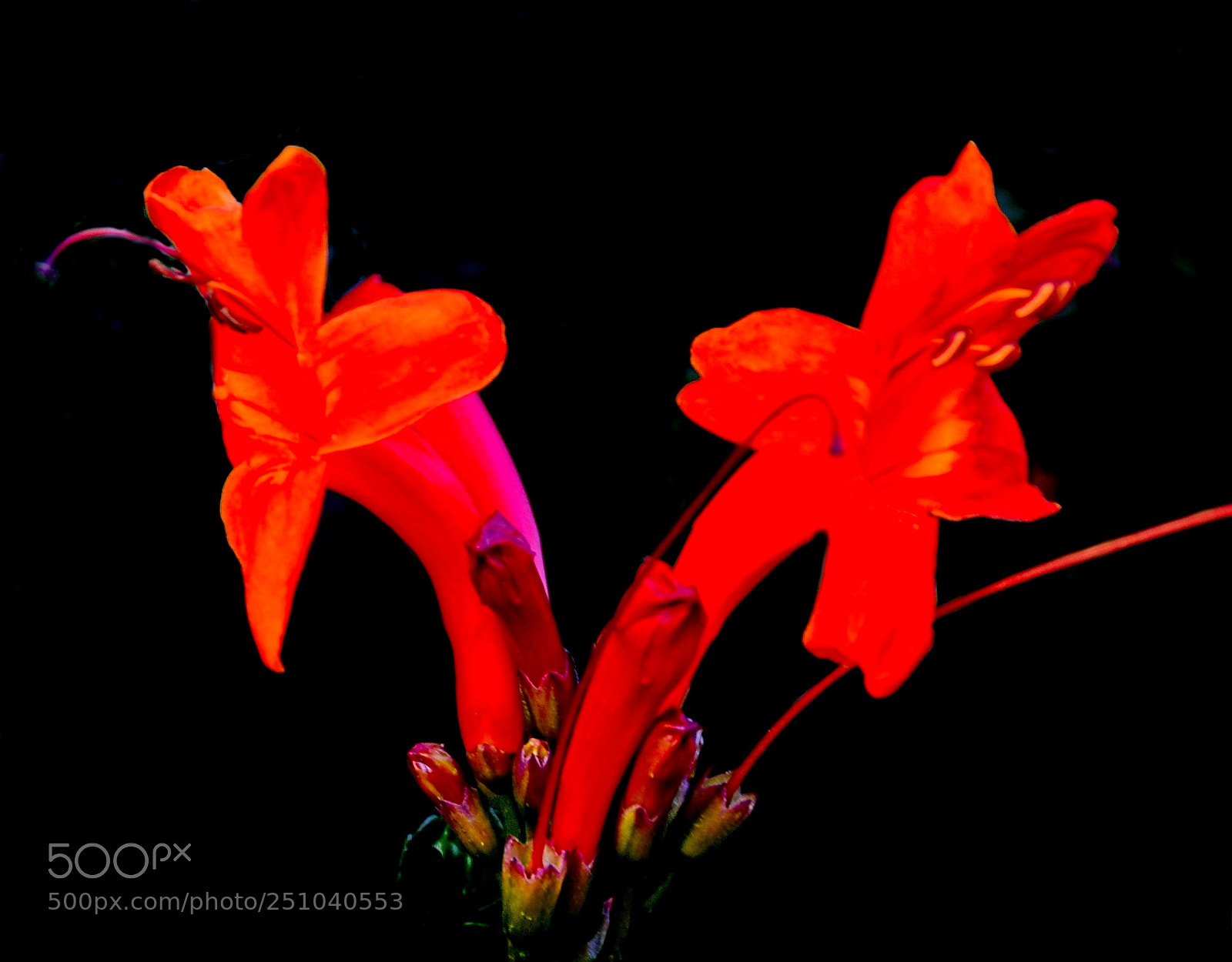 Nikon D7200 sample photo. Two red tube flowers photography