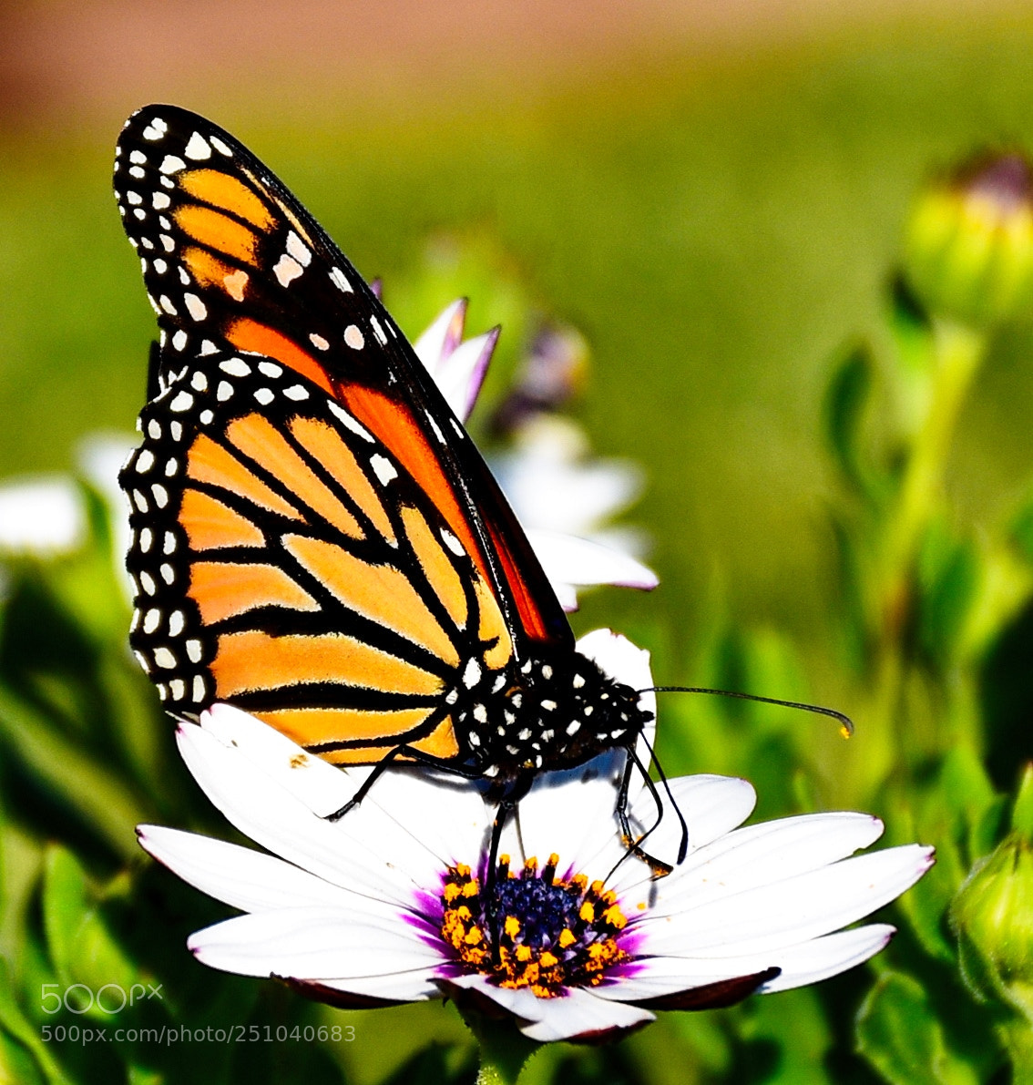 Nikon D7200 sample photo. Butterfly enjoying a white photography