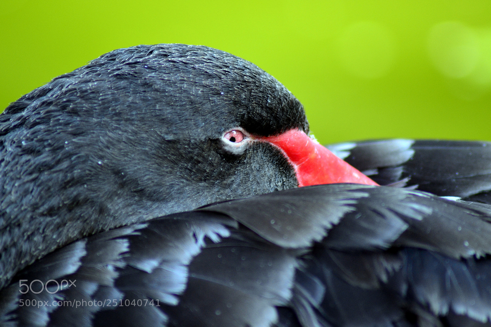 Nikon D3100 sample photo. Black swan photography