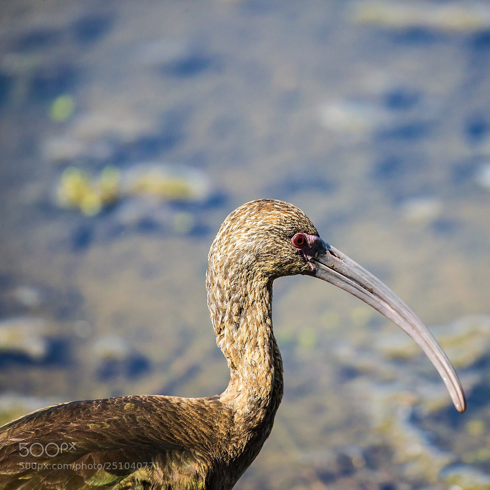 Canon EOS-1D X sample photo. White faced ibis  photography