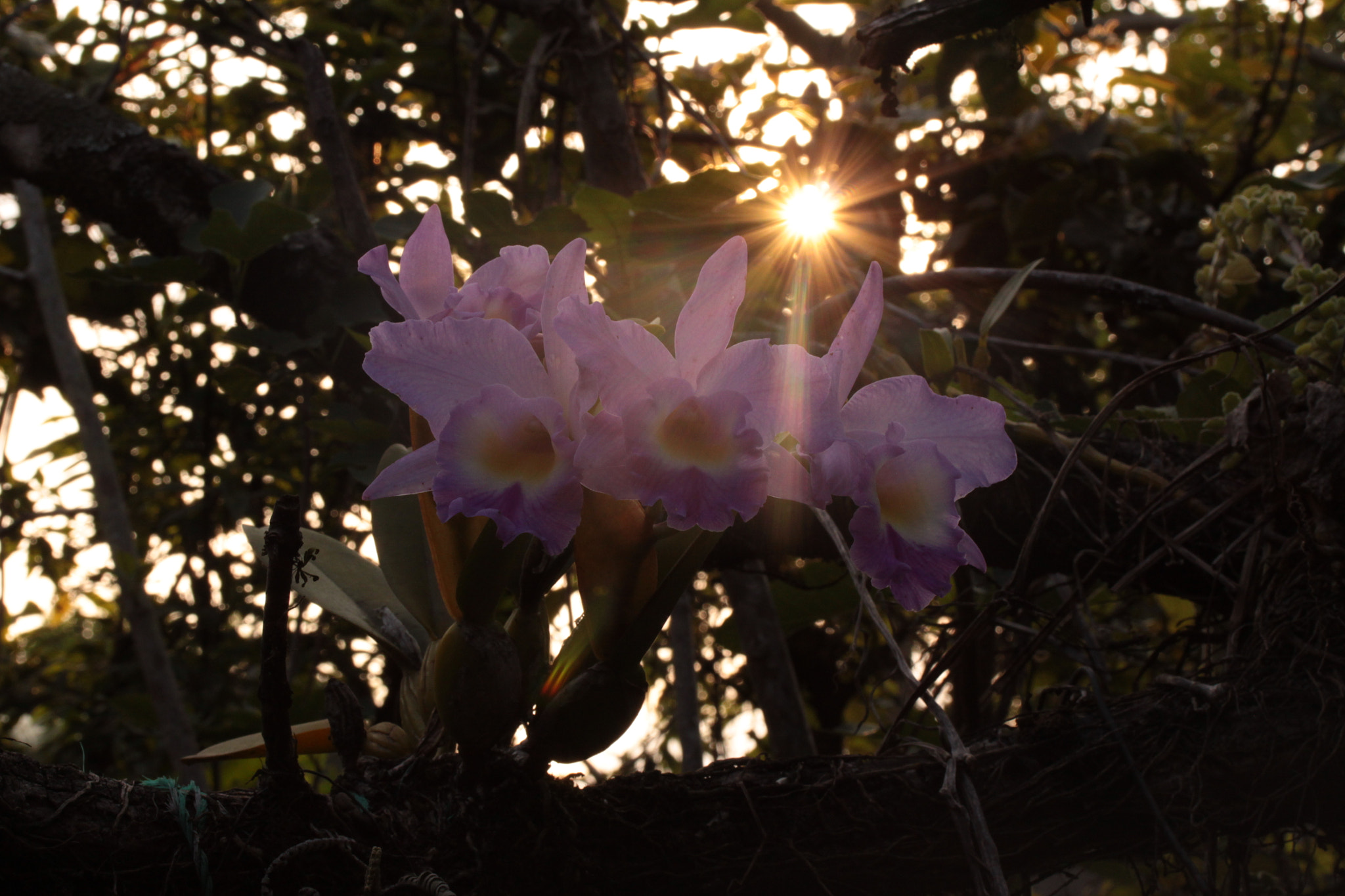 Canon EF-S 60mm F2.8 Macro USM sample photo. Cattleya orchid photography