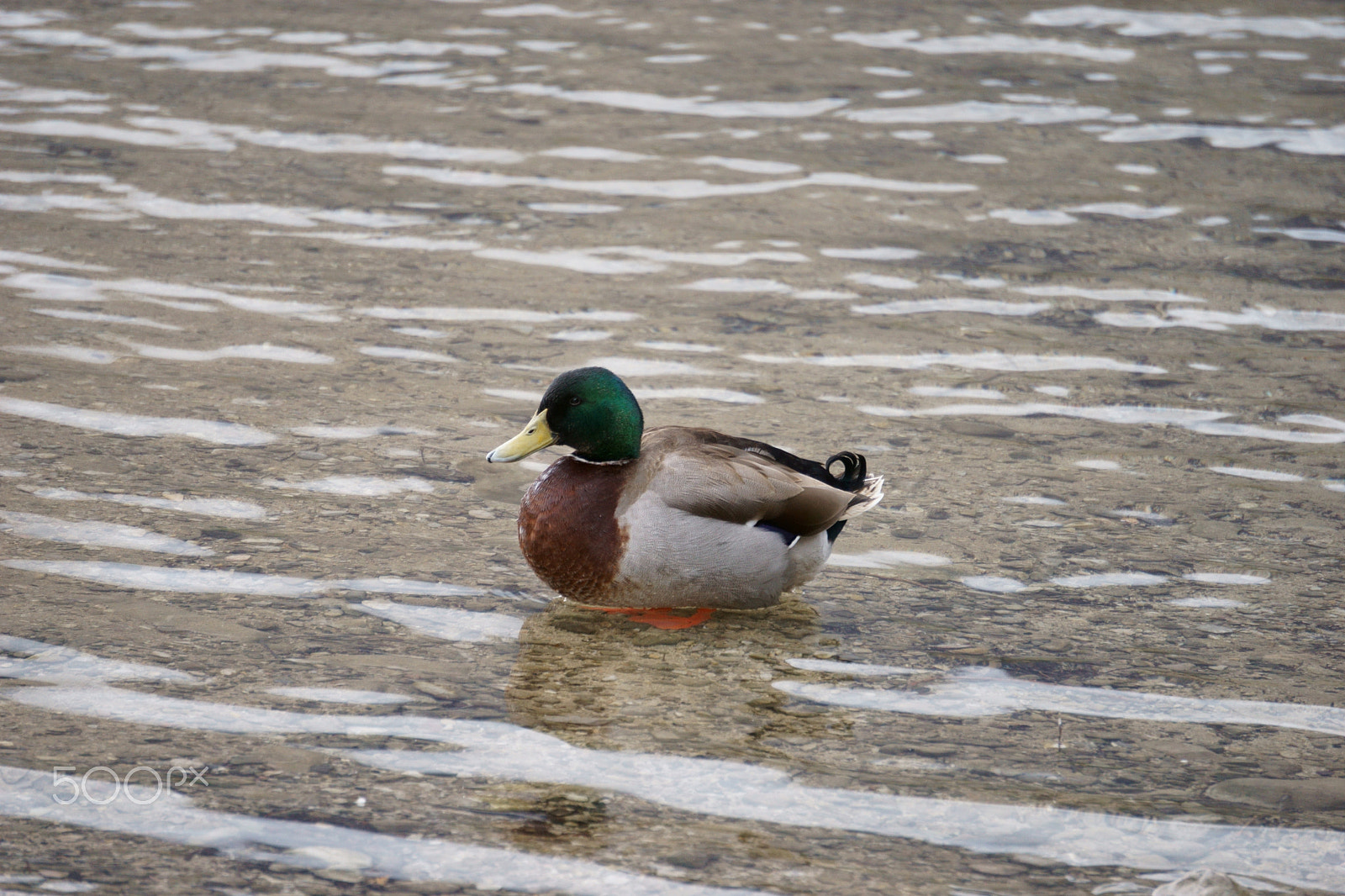 Sony E 55-210mm F4.5-6.3 OSS sample photo. Low water ducks photography