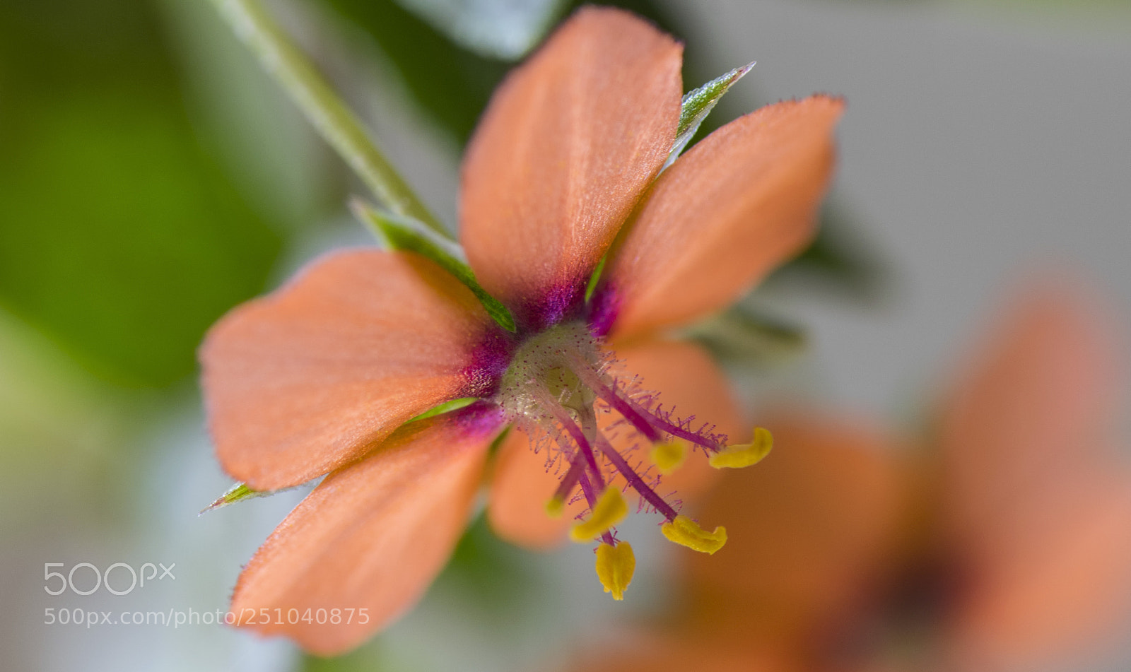 Nikon D5300 sample photo. Orange wild flower. photography