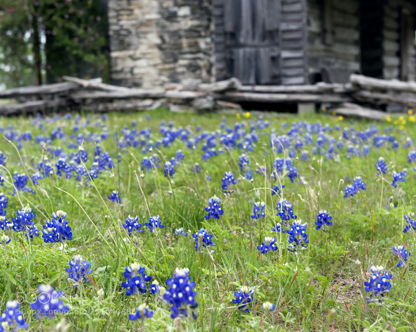 Nikon D800 sample photo. Bluebonnet cabin photography