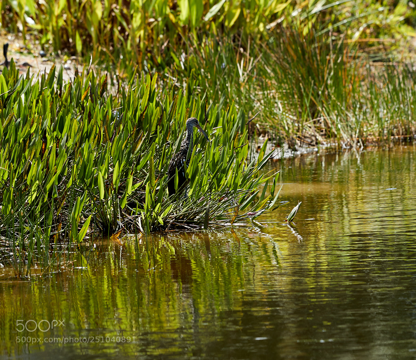 Canon EOS-1D X Mark II sample photo. 03-27-18-0009706.jpg photography
