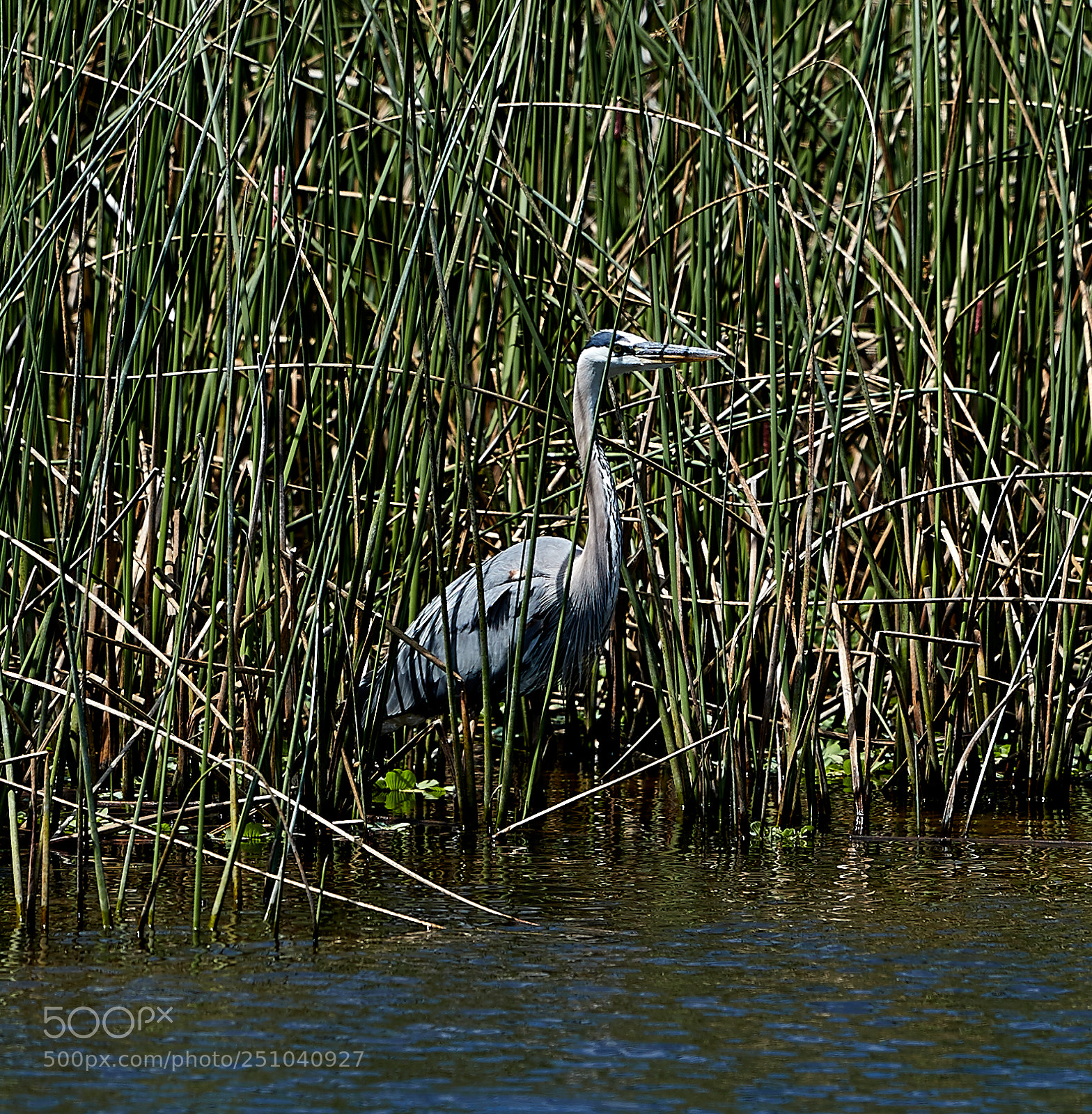 Canon EOS-1D X Mark II sample photo. 03-27-18-0009701.jpg photography