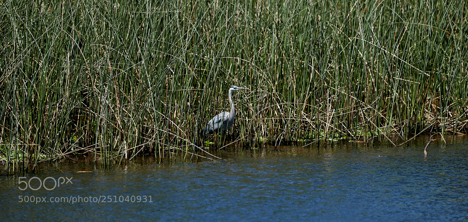 Canon EOS-1D X Mark II sample photo. 03-27-18-0009700.jpg photography