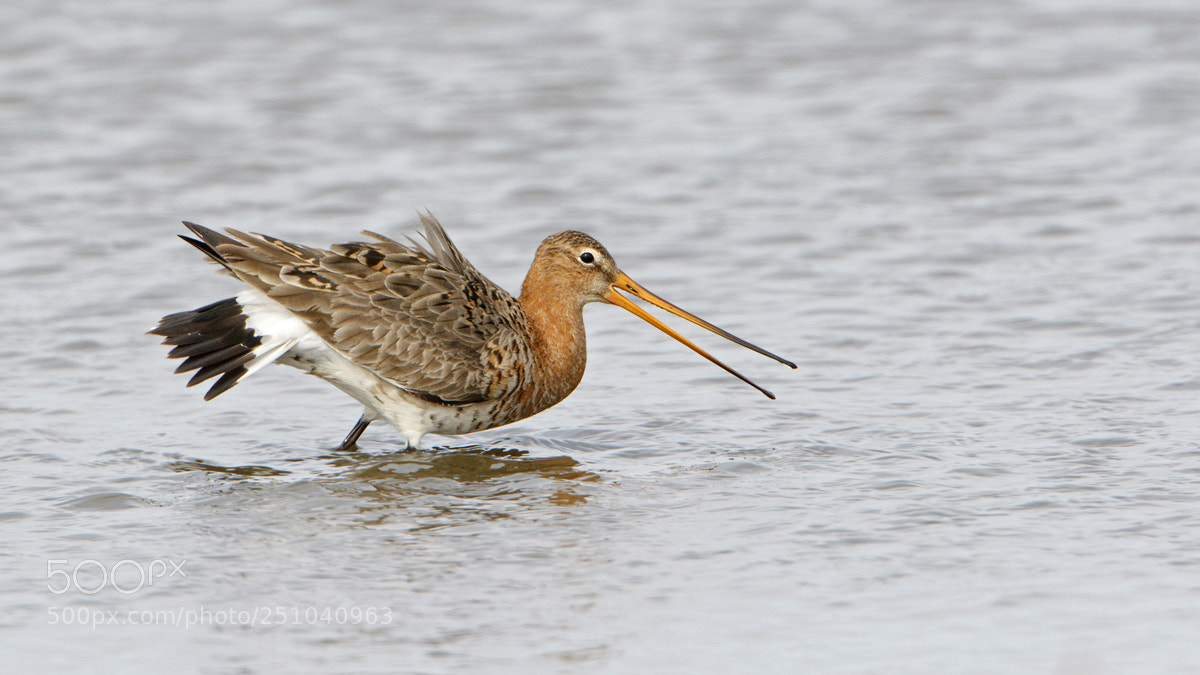 Canon EOS 7D Mark II sample photo. Black-tailed godwit photography