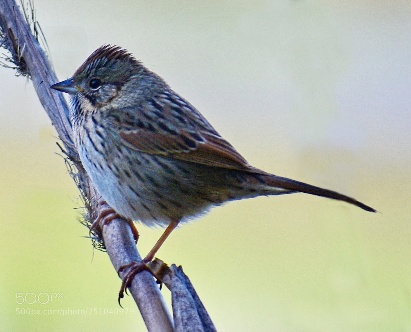 Nikon D7200 sample photo. A bird saying hello photography