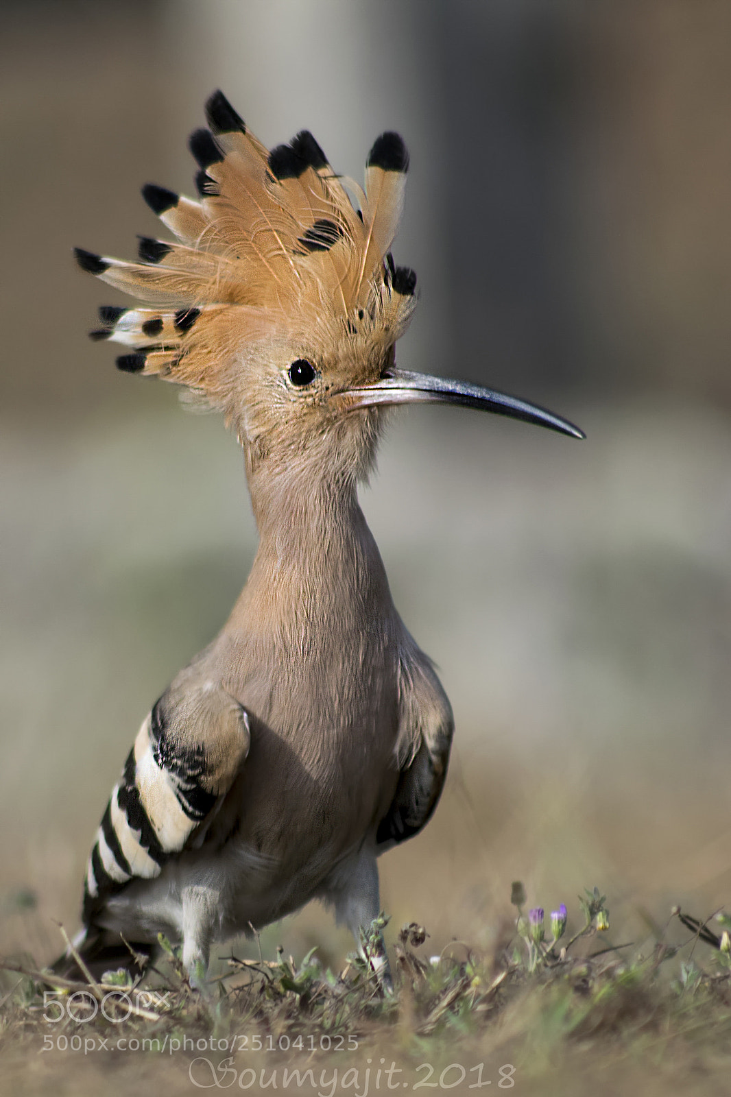 Nikon D3300 sample photo. Hoopoe photography