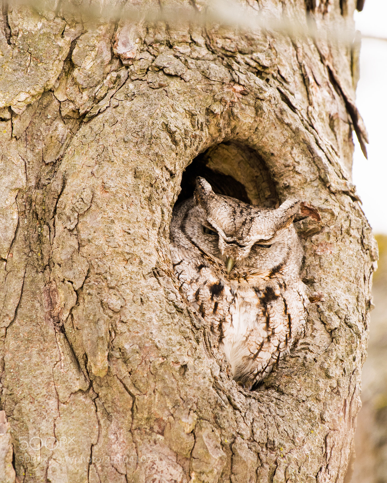 Nikon D5300 sample photo. Screech owl photography