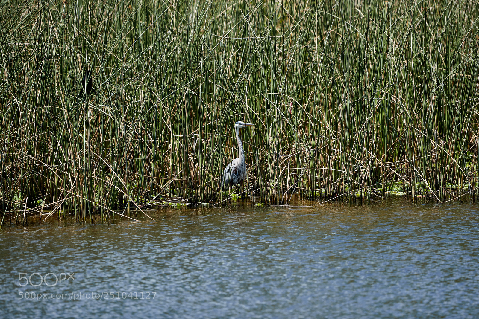 Canon EOS-1D X Mark II sample photo. 03-27-18-0009696.jpg photography