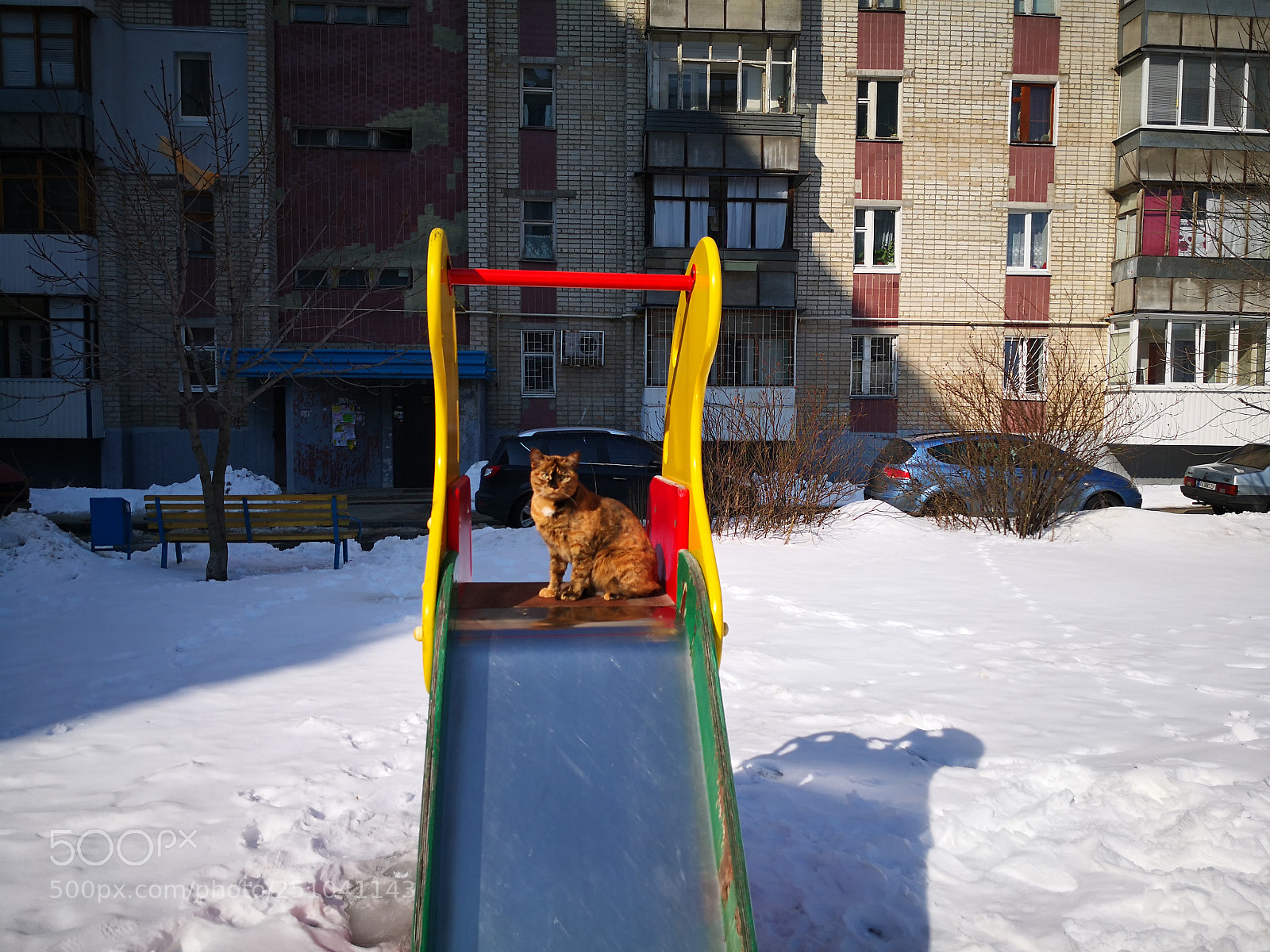 HUAWEI Mate 10 Pro sample photo. Spring cat photography