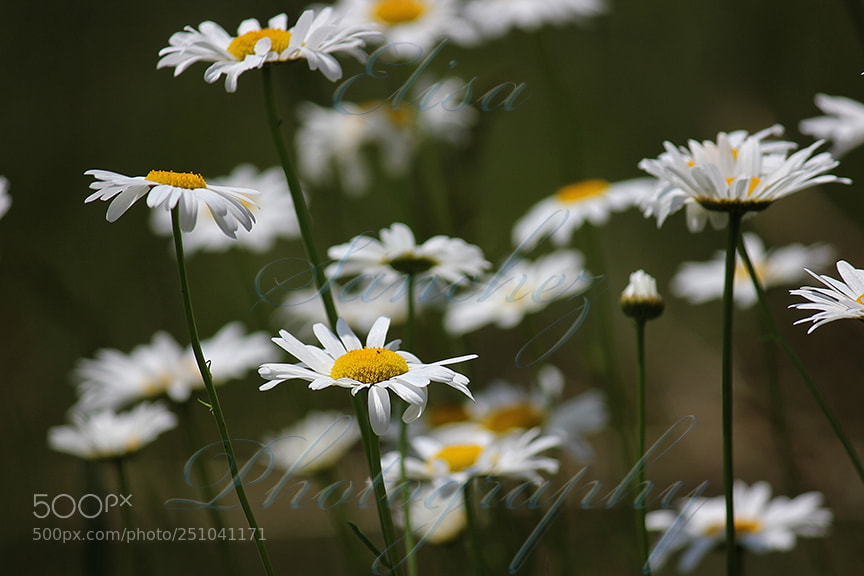 Canon EOS 550D (EOS Rebel T2i / EOS Kiss X4) sample photo. # 20 - white daisies photography