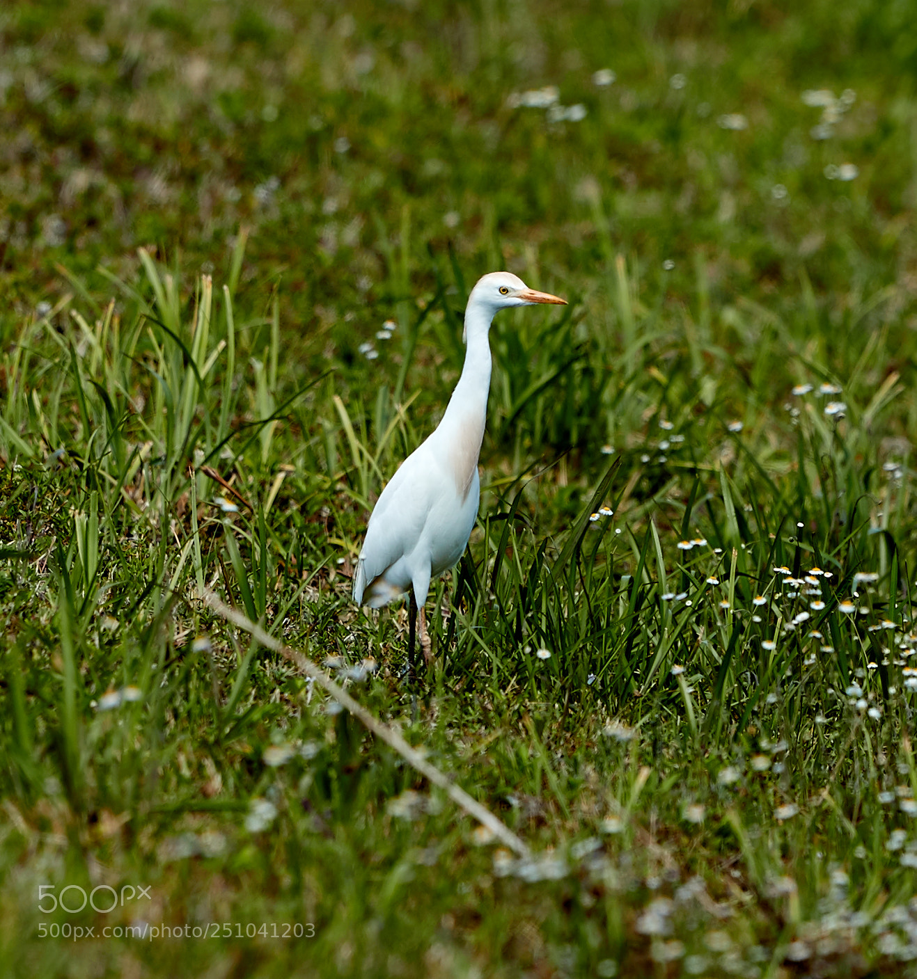 Canon EOS-1D X Mark II sample photo. 03-27-18-0009695.jpg photography