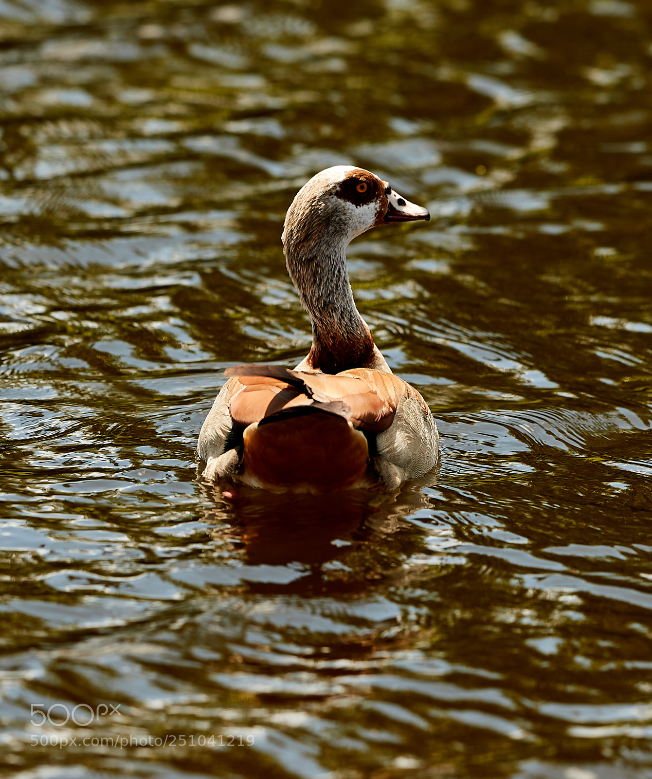 Canon EOS-1D X Mark II sample photo. 03-27-18-0009691.jpg photography