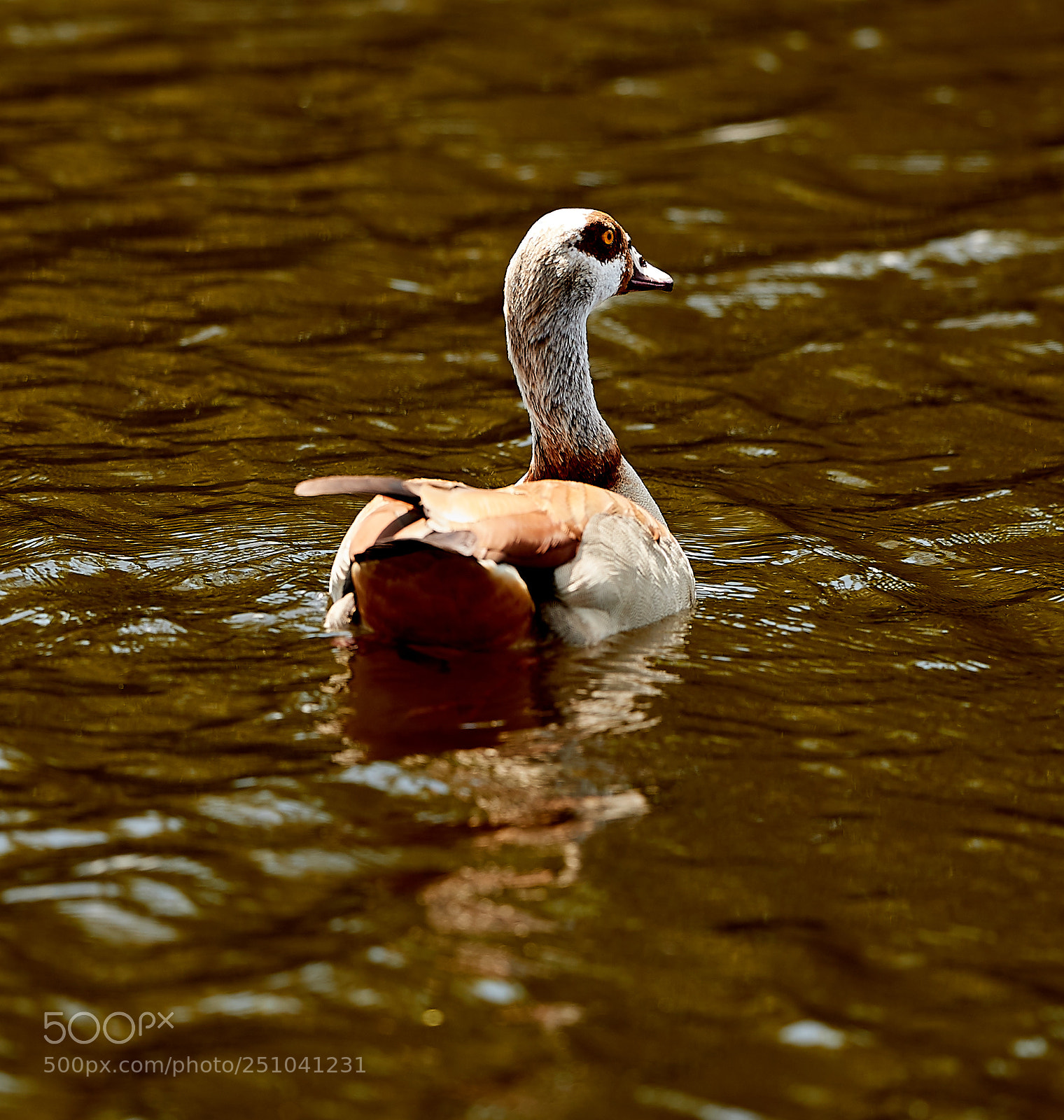 Canon EOS-1D X Mark II sample photo. 03-27-18-0009689.jpg photography