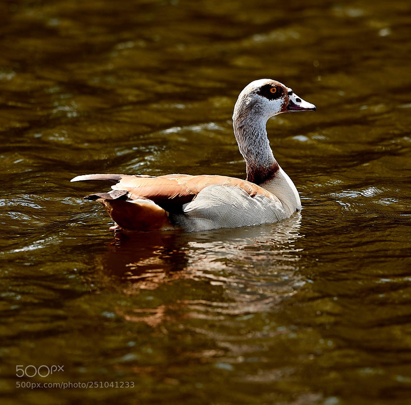 Canon EOS-1D X Mark II sample photo. 03-27-18-0009688.jpg photography