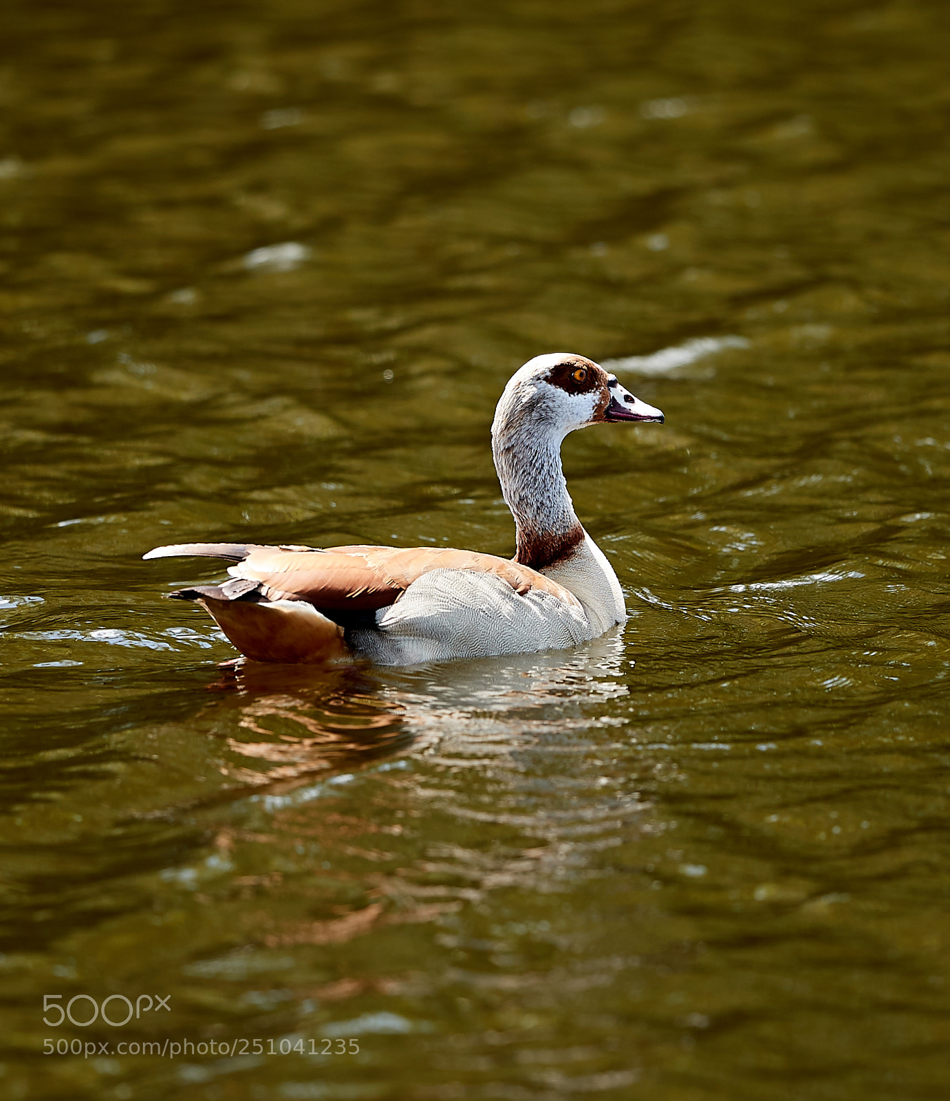 Canon EOS-1D X Mark II sample photo. 03-27-18-0009687.jpg photography