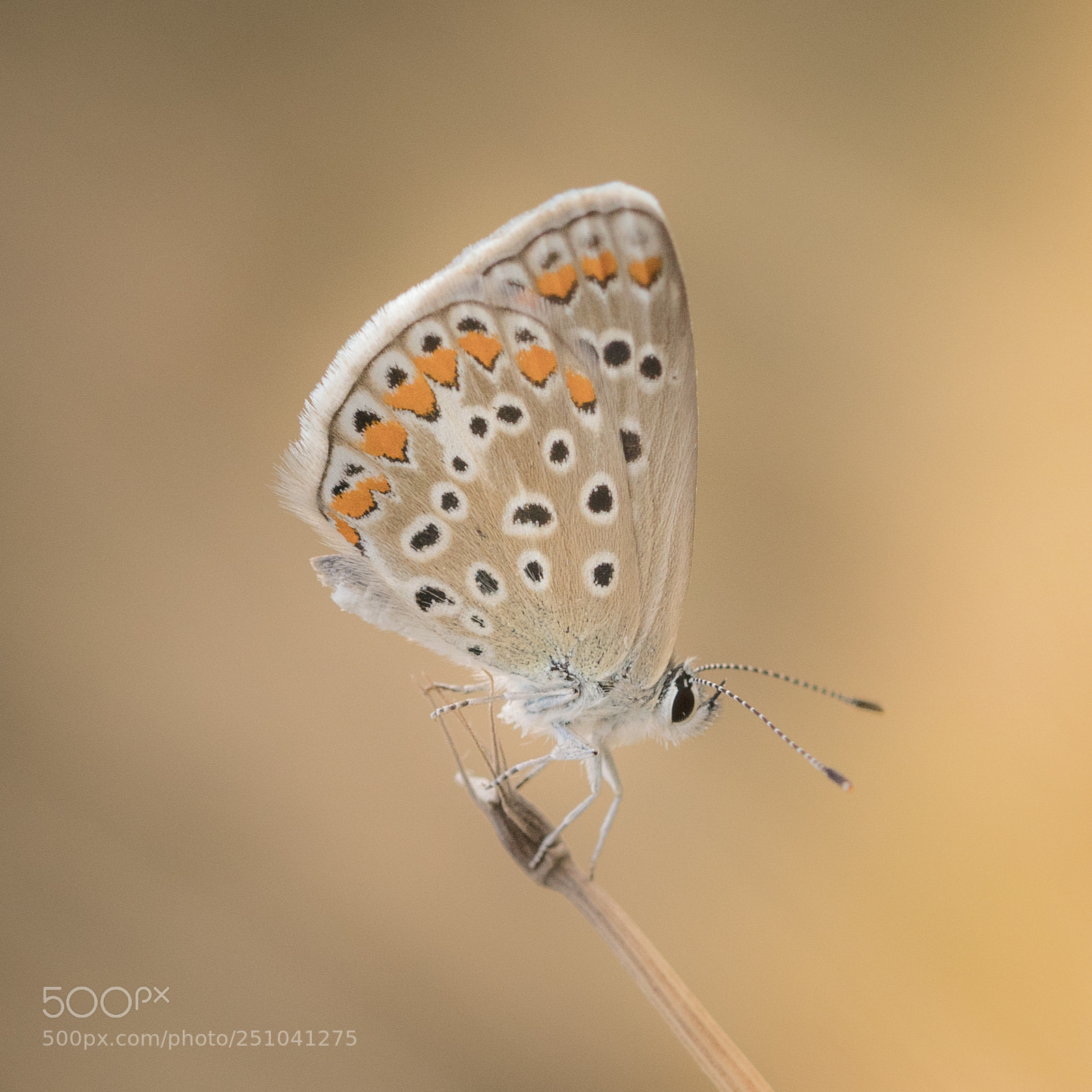 Nikon D500 sample photo. Polyommatus icarus photography