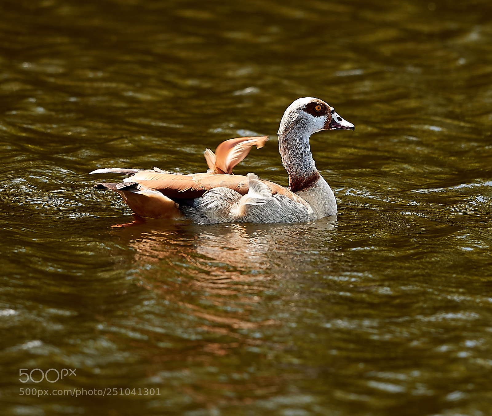 Canon EOS-1D X Mark II sample photo. 03-27-18-0009685.jpg photography