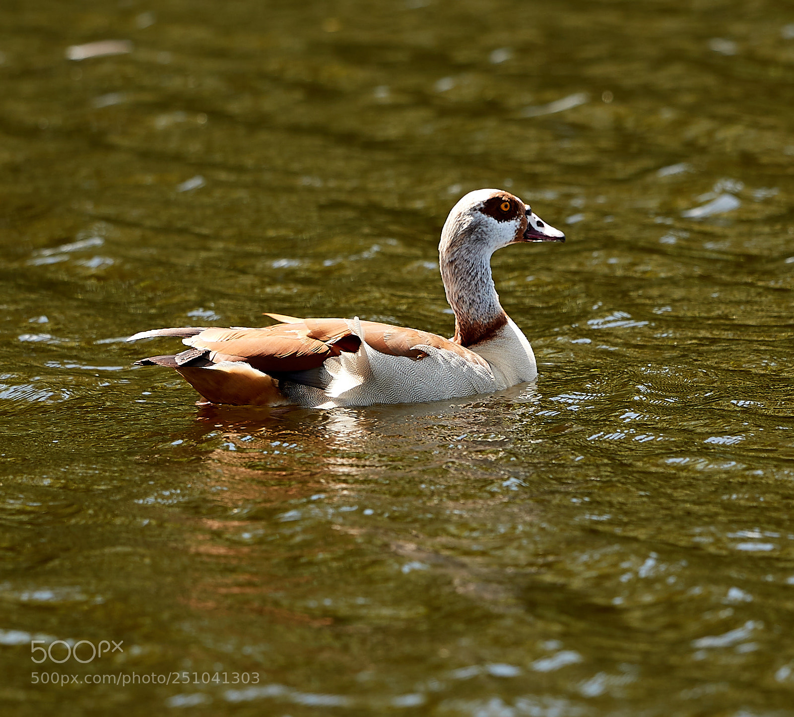 Canon EOS-1D X Mark II sample photo. 03-27-18-0009684.jpg photography