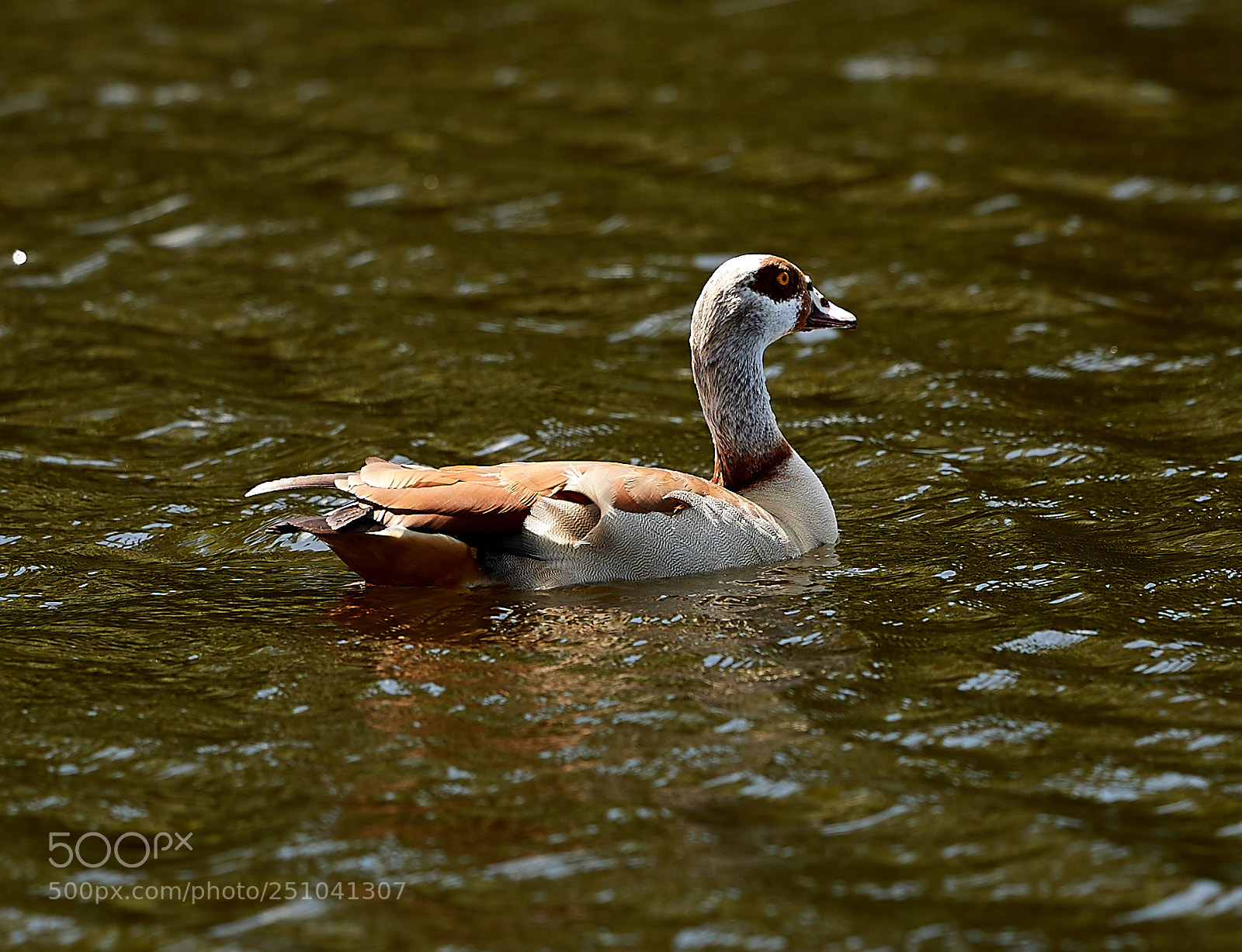 Canon EOS-1D X Mark II sample photo. 03-27-18-0009683.jpg photography