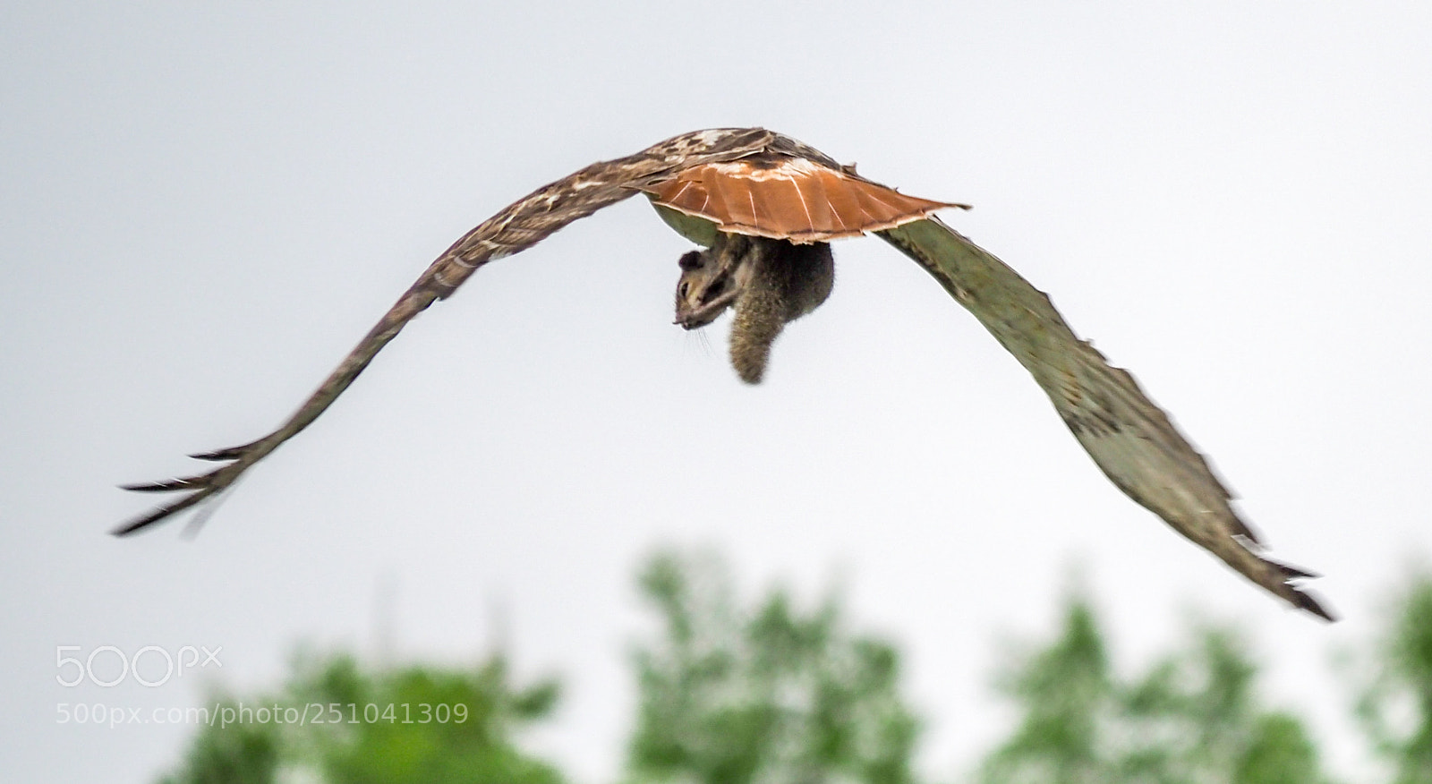 Olympus OM-D E-M1 Mark II sample photo. Hawk takes away the photography