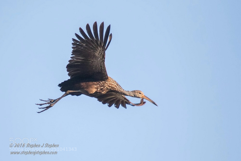 Canon EOS 7D Mark II sample photo. Limpkin photography
