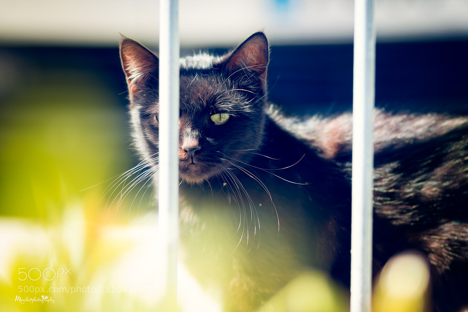 Canon EOS 70D sample photo. Maru photography