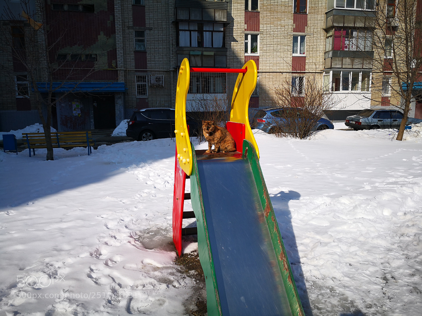 HUAWEI Mate 10 Pro sample photo. Spring cat photography