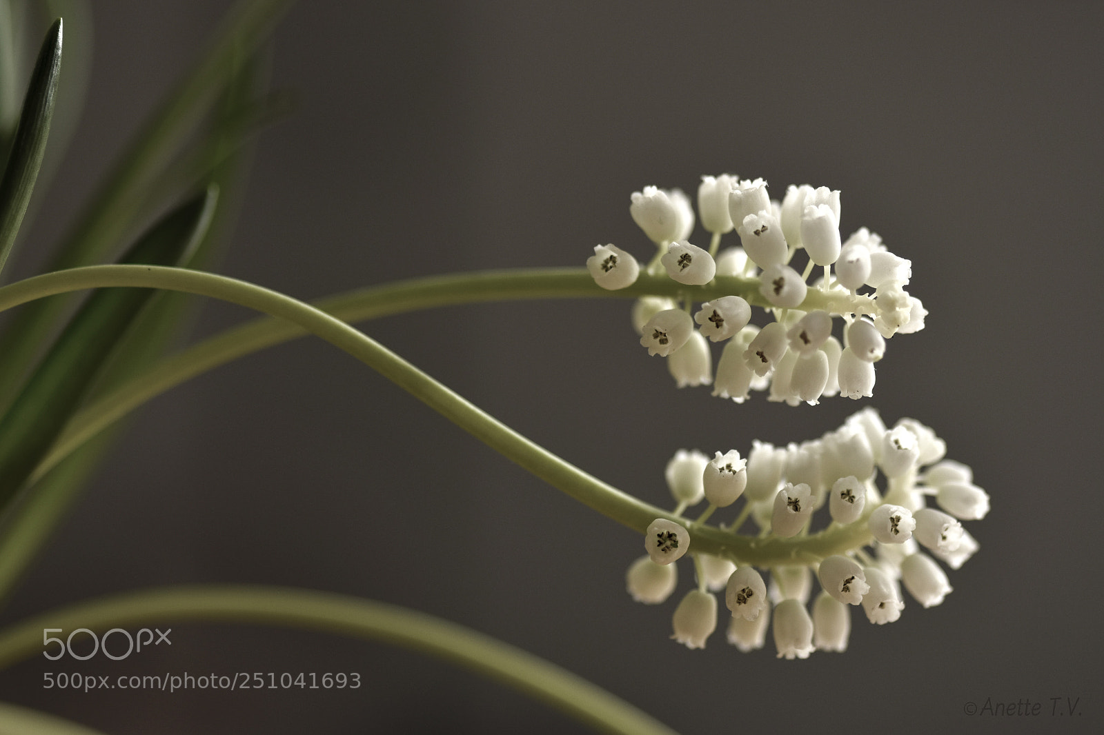 Nikon D5500 sample photo. White ... photography