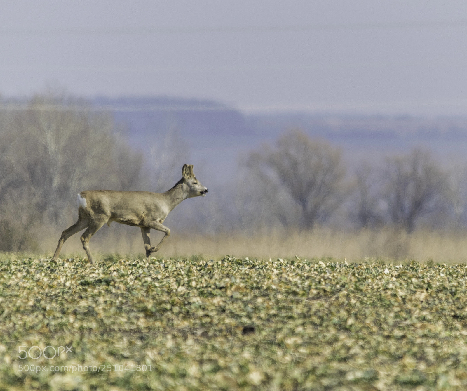 Nikon D3300 sample photo. I can smell him! photography