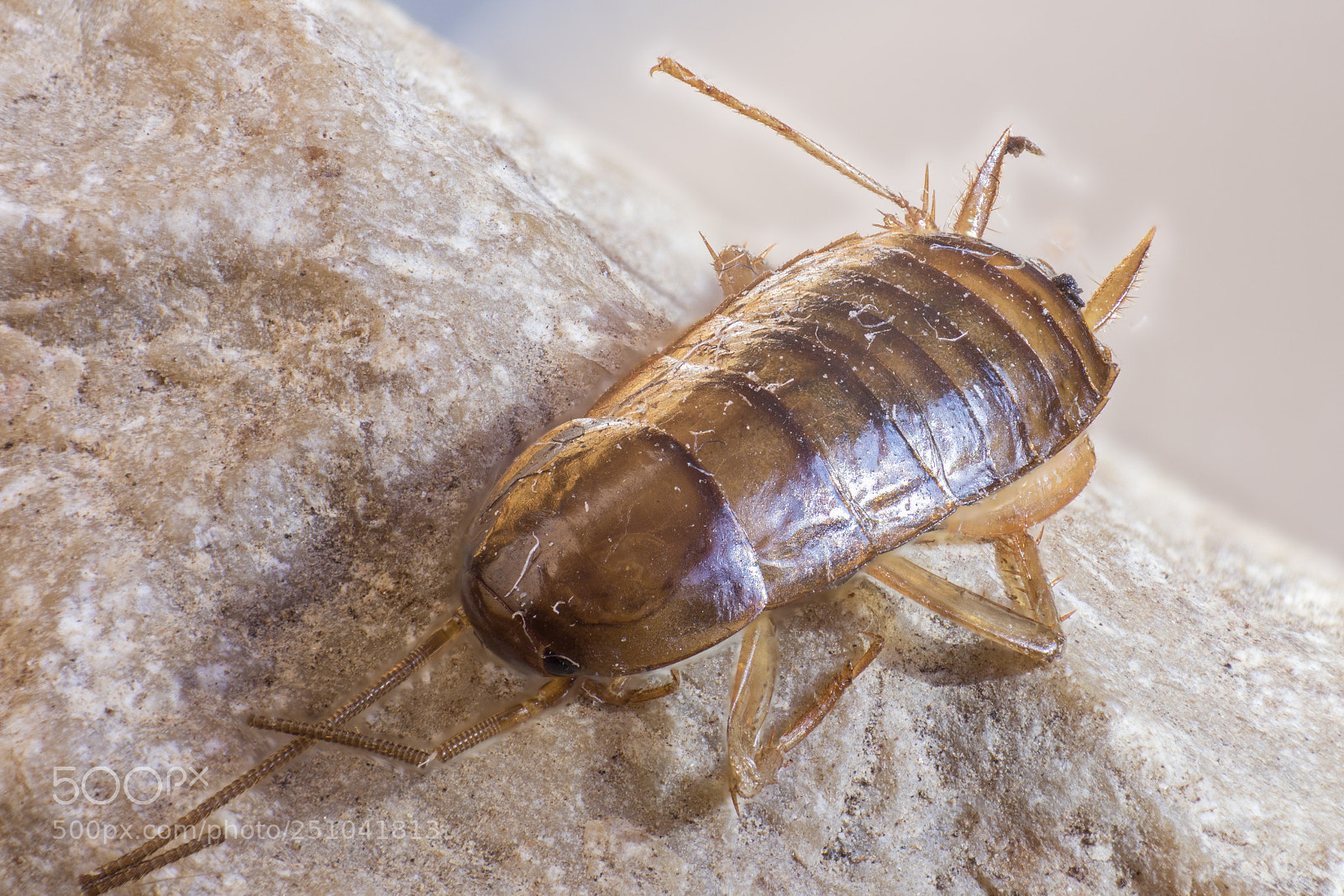 Canon EOS 700D (EOS Rebel T5i / EOS Kiss X7i) sample photo. Insecting part ii photography
