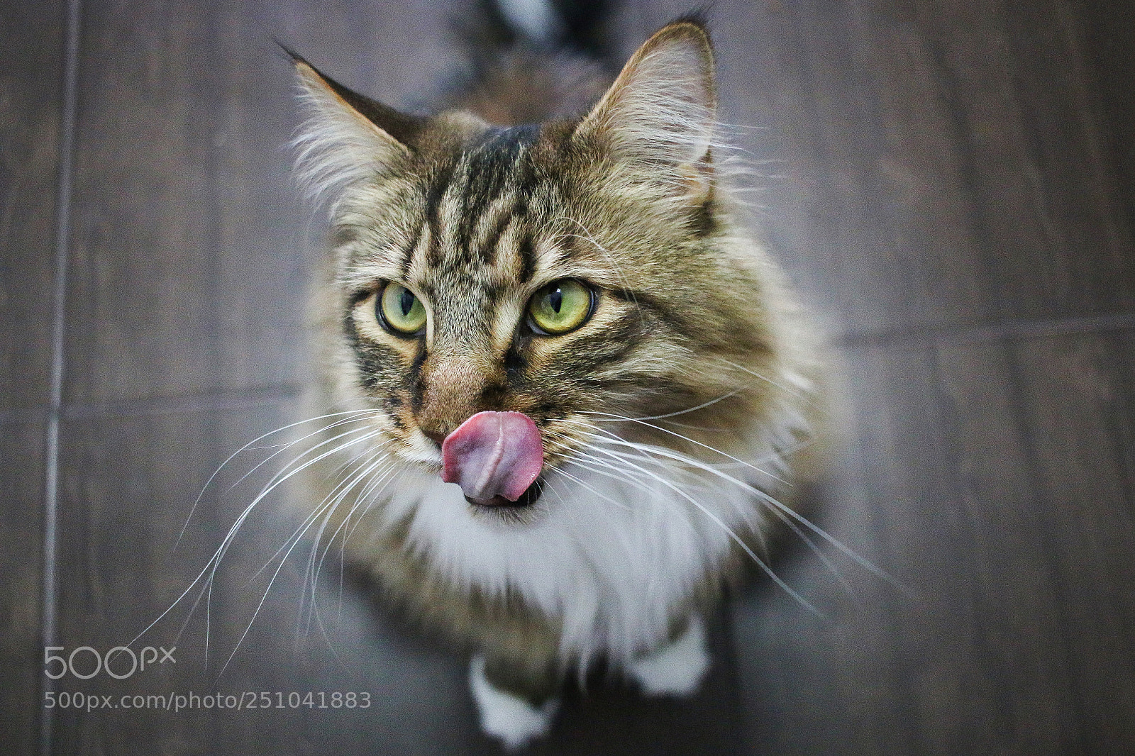 Canon EOS 70D sample photo. Dinner was purrfect photography
