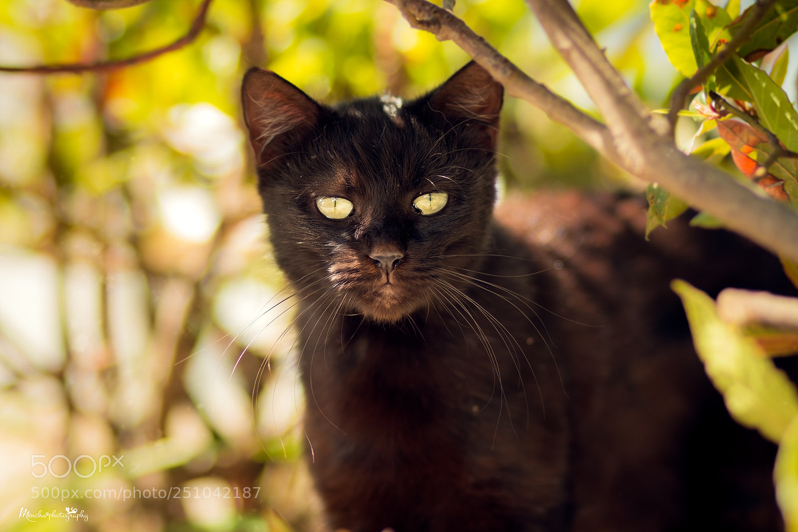 Canon EOS 70D sample photo. Maru photography